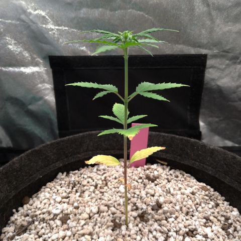 LondonCheese#1 growlog timeline photo