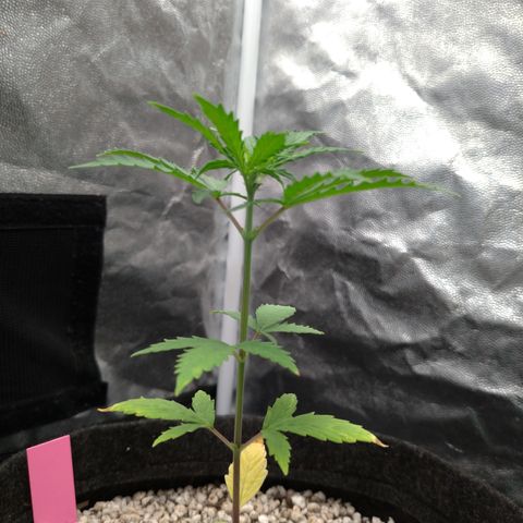 LondonCheese#1 growlog timeline photo