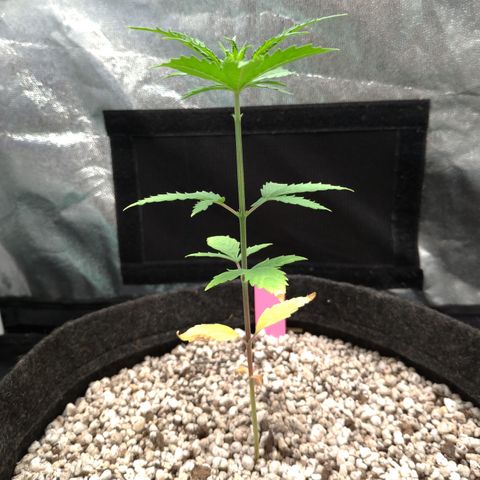 LondonCheese#1 growlog timeline photo
