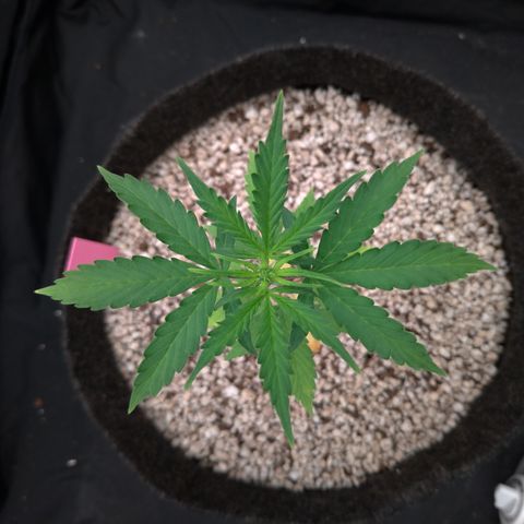 LondonCheese#1 growlog timeline photo