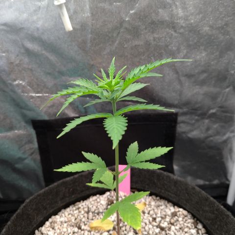 LondonCheese#1 growlog timeline photo