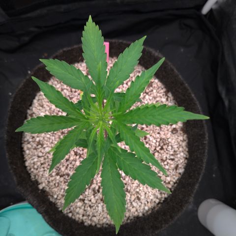 LondonCheese#1 growlog timeline photo