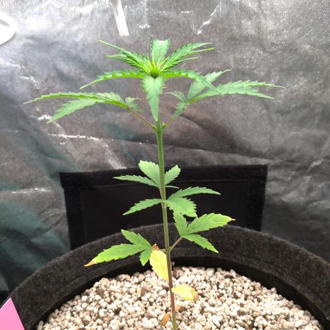 LondonCheese#1 growlog timeline photo
