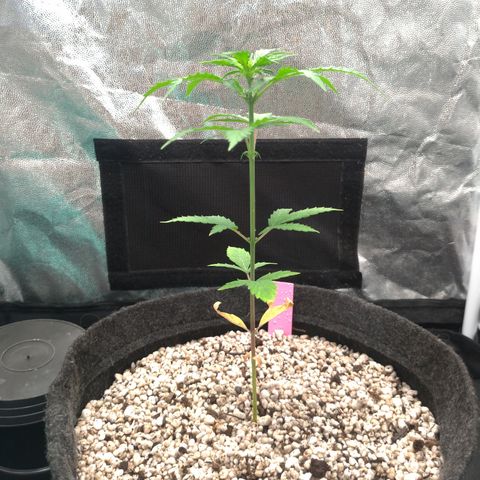 LondonCheese#1 growlog timeline photo