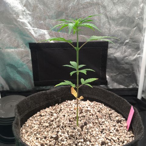 LondonCheese#1 growlog timeline photo