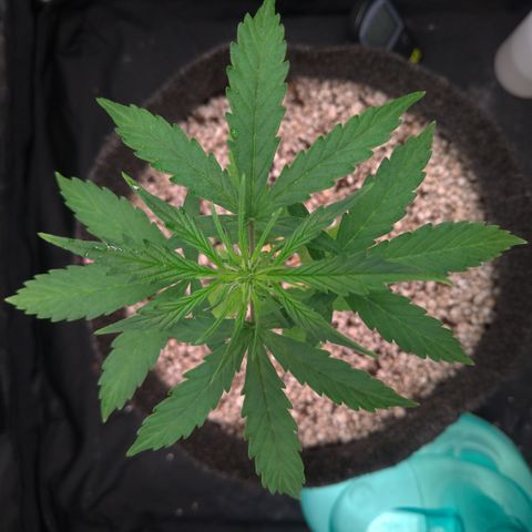 LondonCheese#1 growlog timeline photo
