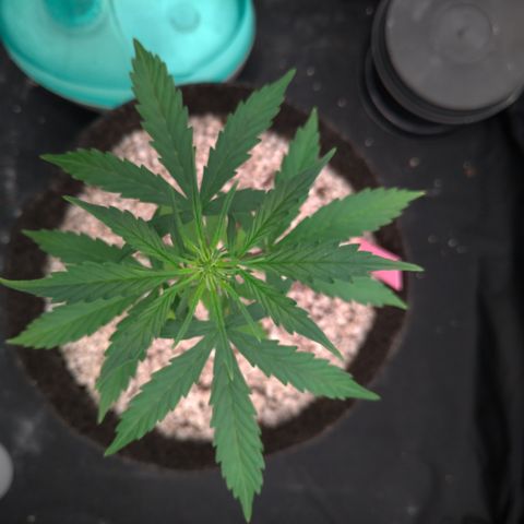 LondonCheese#1 growlog timeline photo