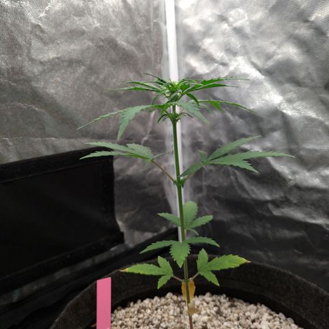 LondonCheese#1 growlog timeline photo