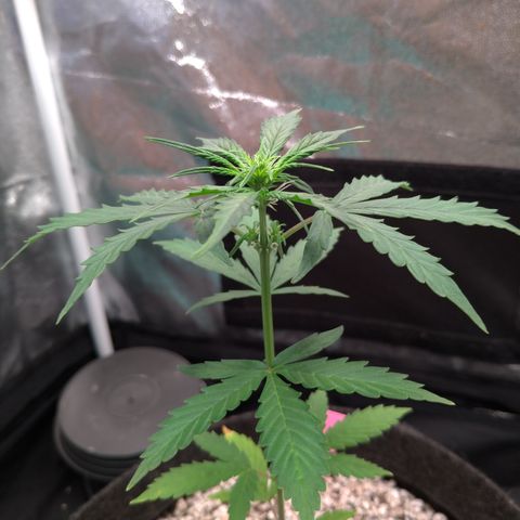 LondonCheese#1 growlog timeline photo