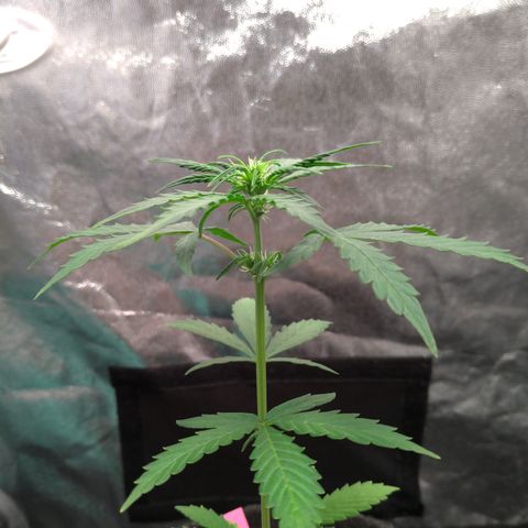 LondonCheese#1 growlog timeline photo
