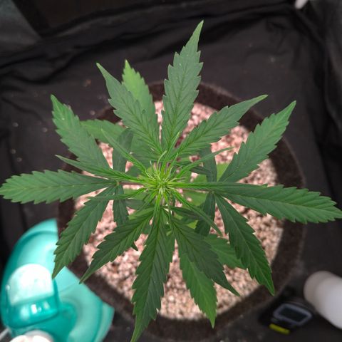 LondonCheese#1 growlog timeline photo
