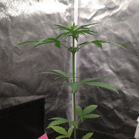 LondonCheese#1 growlog timeline photo