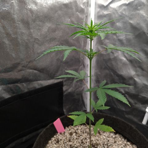 LondonCheese#1 growlog timeline photo