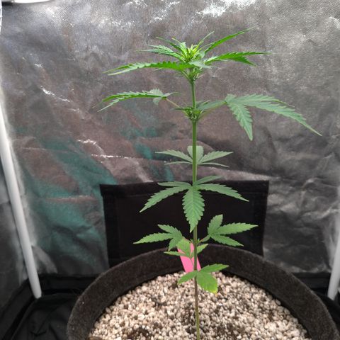 LondonCheese#1 growlog timeline photo