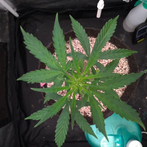 LondonCheese#1 growlog timeline photo