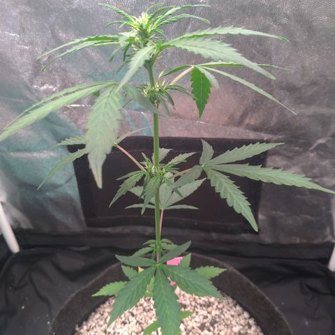 LondonCheese#1 growlog timeline photo