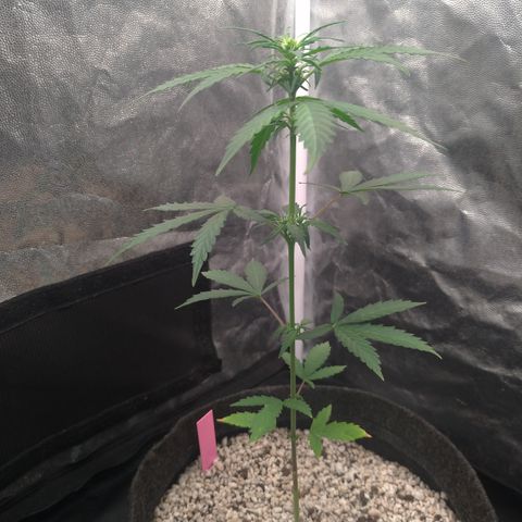 LondonCheese#1 growlog timeline photo