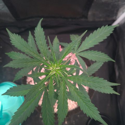 LondonCheese#1 growlog timeline photo