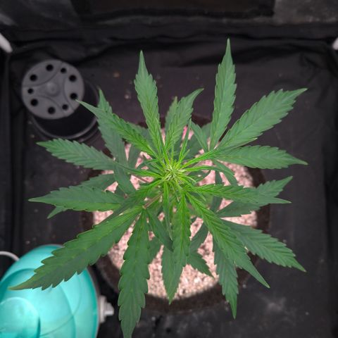 LondonCheese#1 growlog timeline photo