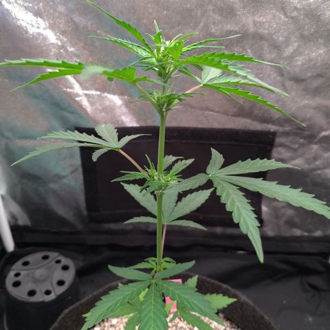 LondonCheese#1 growlog timeline photo