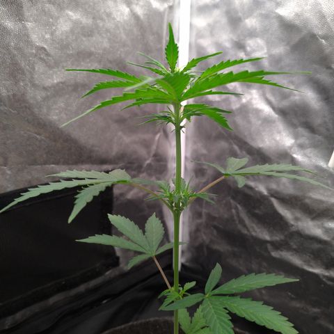 LondonCheese#1 growlog timeline photo