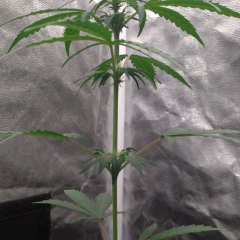LondonCheese#1 growlog timeline photo