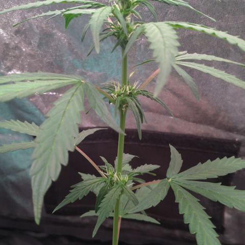 LondonCheese#1 growlog timeline photo
