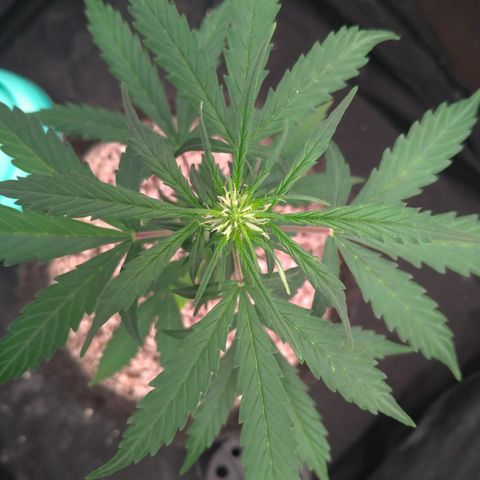 LondonCheese#1 growlog timeline photo