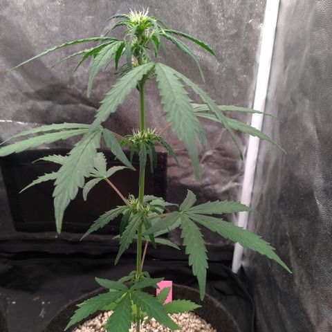 LondonCheese#1 growlog timeline photo