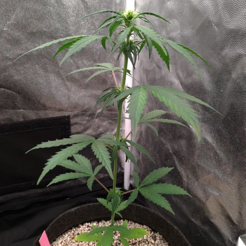 LondonCheese#1 growlog timeline photo