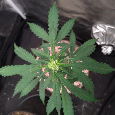 LondonCheese#1 growlog timeline photo