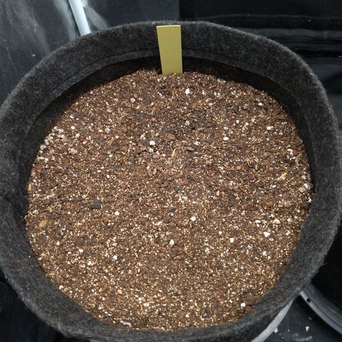 LemonHaze#2 growlog timeline photo