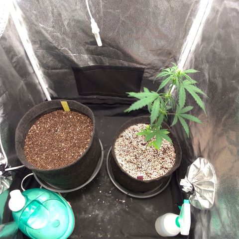 LemonHaze#2 growlog timeline photo