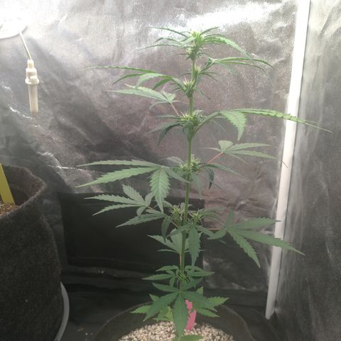 LondonCheese#1 growlog timeline photo
