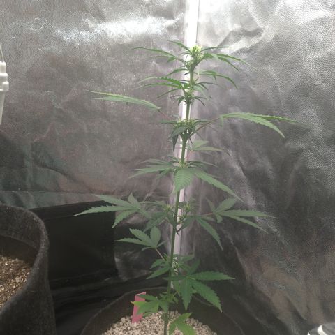 LondonCheese#1 growlog timeline photo