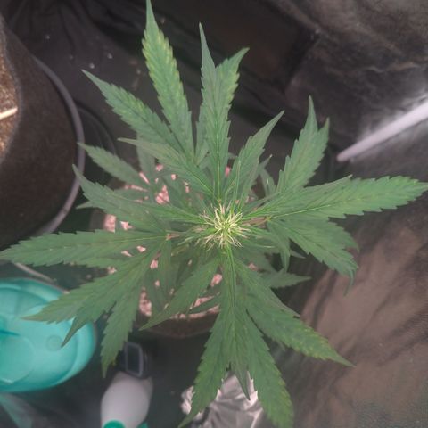 LondonCheese#1 growlog timeline photo