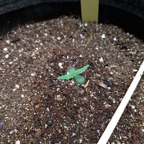 LemonHaze#2 growlog timeline photo