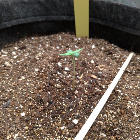 LemonHaze#2 growlog timeline photo