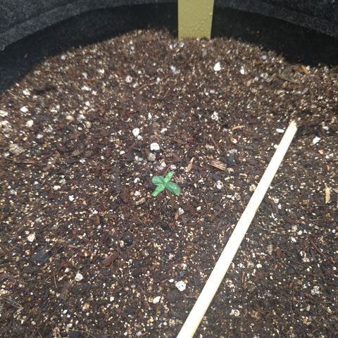 LemonHaze#2 growlog timeline photo