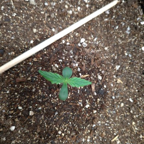 LemonHaze#2 growlog timeline photo