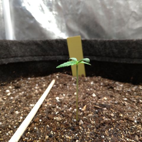 LemonHaze#2 growlog timeline photo