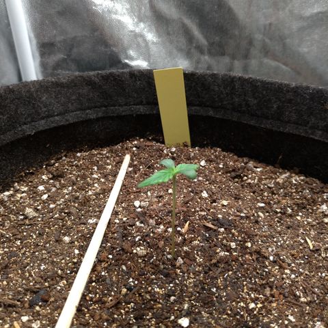 LemonHaze#2 growlog timeline photo