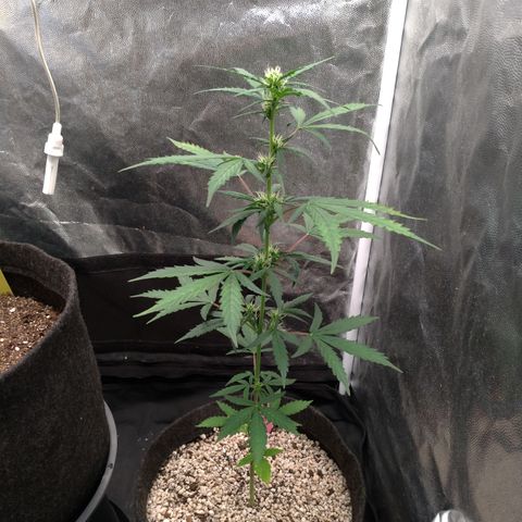 LondonCheese#1 growlog timeline photo