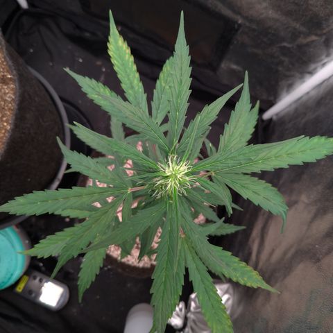 LondonCheese#1 growlog timeline photo