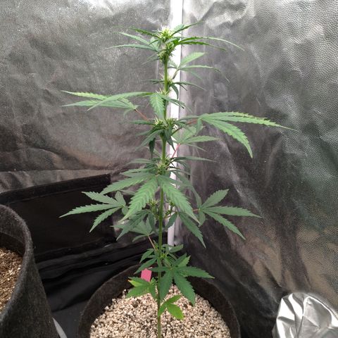 LondonCheese#1 growlog timeline photo