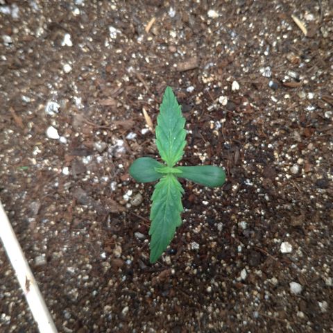 LemonHaze#2 growlog timeline photo