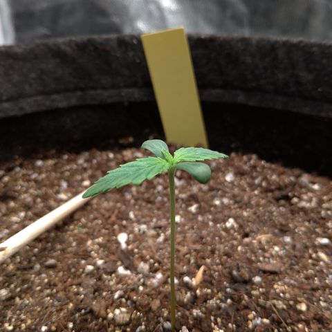 LemonHaze#2 growlog timeline photo