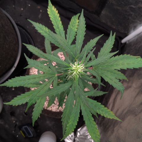 LondonCheese#1 growlog timeline photo
