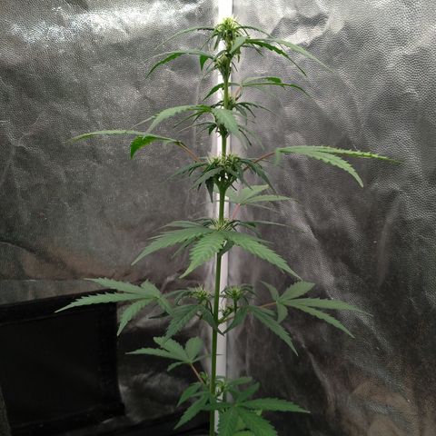 LondonCheese#1 growlog timeline photo