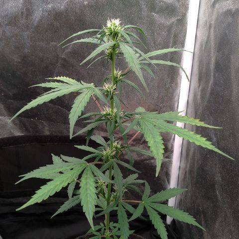 LondonCheese#1 growlog timeline photo